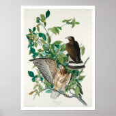 Buse à grande aile par Audubon Poster (Devant)