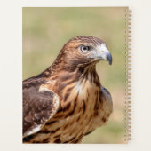 Buse à queue rouge 2024 (Dos)