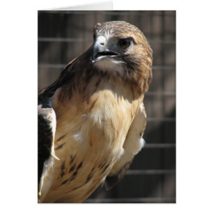 Buse à queue rouge/buzzard