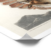 Buse à queue rouge par Audubon Poster (Coin)