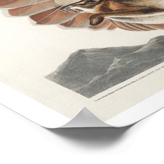 Buse à queue rouge par Audubon Poster (Coin)