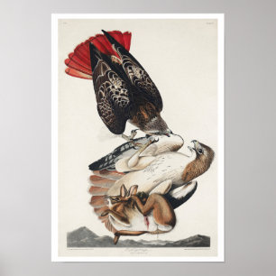 Buse à queue rouge par Audubon Poster