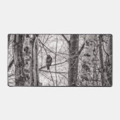 Buse à queue rousse P8443 (Recto)