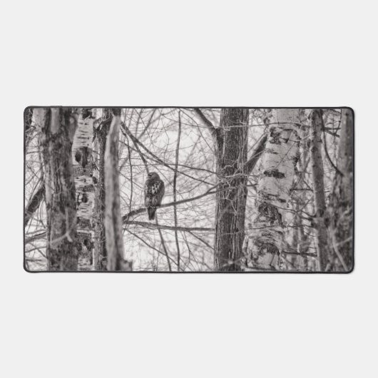 Buse à queue rousse P8443 (Recto)