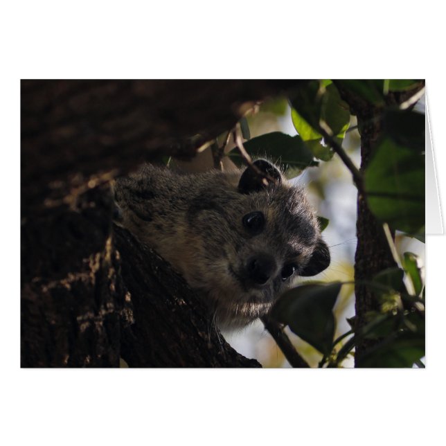 Bush Hyrax (Devant horizontal)
