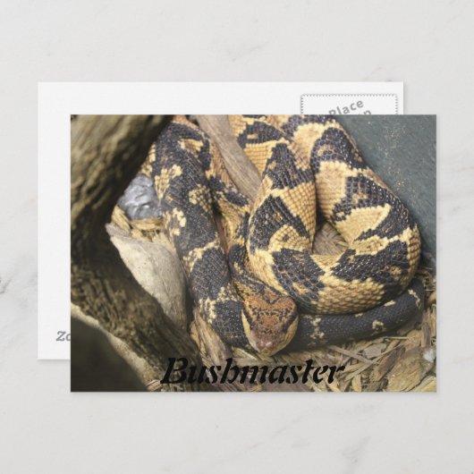 Bushmaster Briefkaart (Voorkant / Achterkant)