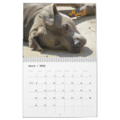 Buster Blue Calendar Kalender (Mar 2026)