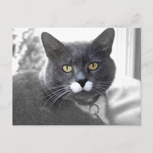 Buster-briefkaart Briefkaart (Voorkant)