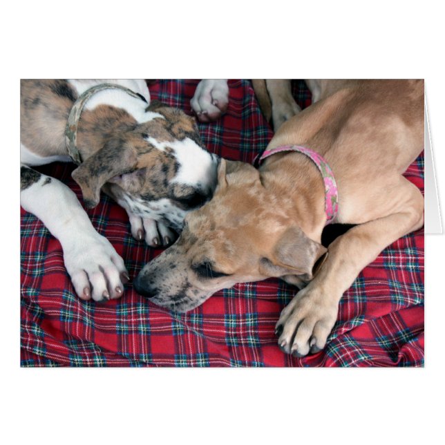 buster et jade (Devant horizontal)