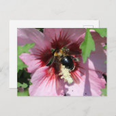 Busy Be Collection Pollen in a Hibiscus  Briefkaart (Voorkant / Achterkant)