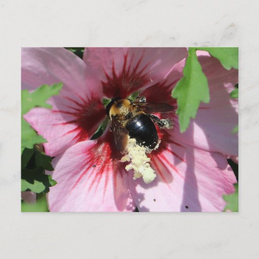 Busy Be Collection Pollen in a Hibiscus  Briefkaart (Voorkant)