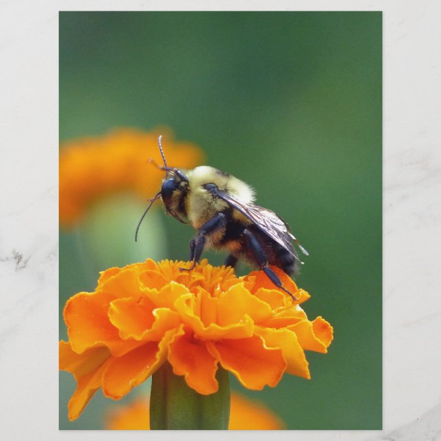 Busy Bee (Voorkant)