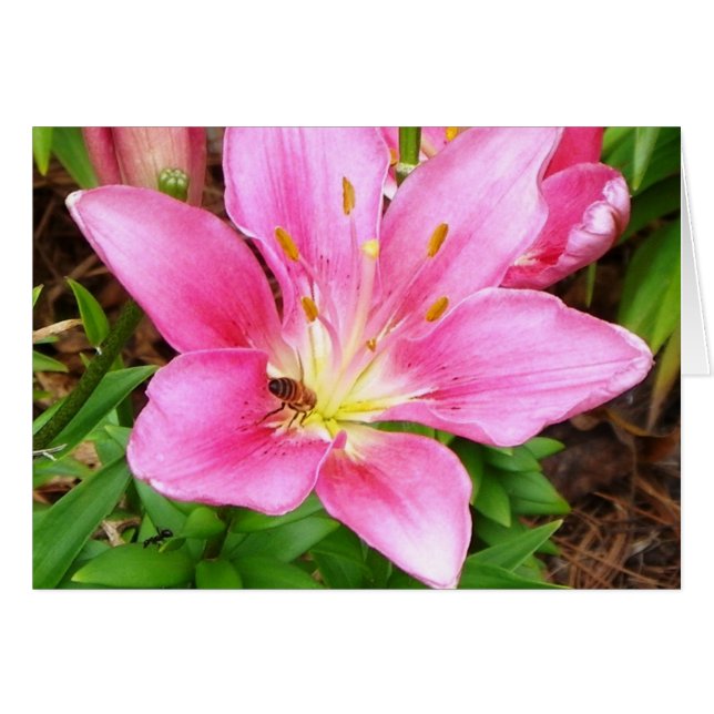 Busy Bee (Devant Horizontal)