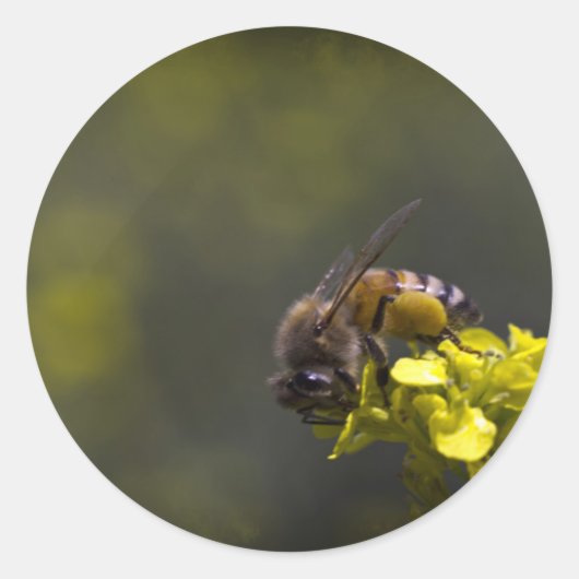 Busy Bee Ronde Sticker (Voorkant)