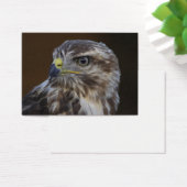 Buteo buteo (Bureau)