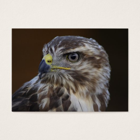 Buteo buteo (Devant)