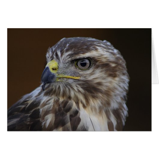 Buteo buteo (Voorkant Horizontaal)