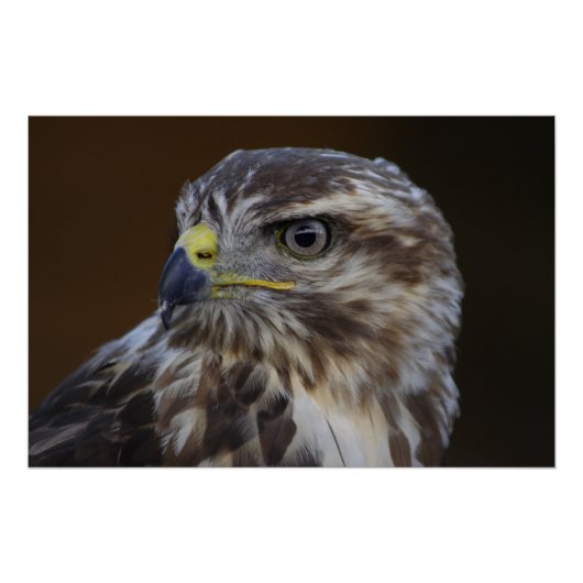 Buteo buteo perfect poster (Voorkant)