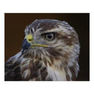 Buteo buteo perfect poster