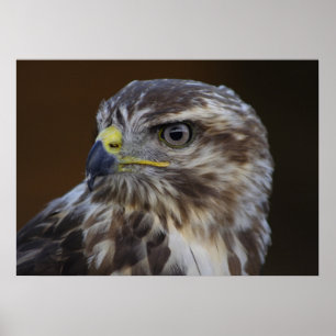 Buteo buteo poster
