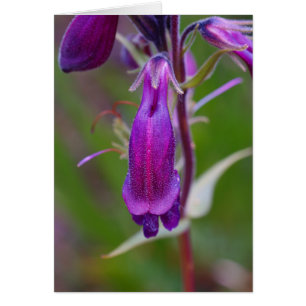 Butte du Tongue.Crested de la barbe