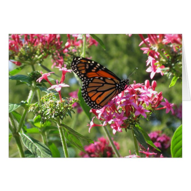 Butterblokkaart (Voorkant Horizontaal)