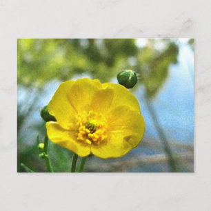Buttercup bij de Pond Briefkaart