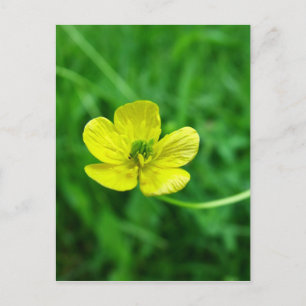 Buttercup Briefkaart
