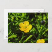 Buttercup Briefkaart (Voorkant / Achterkant)