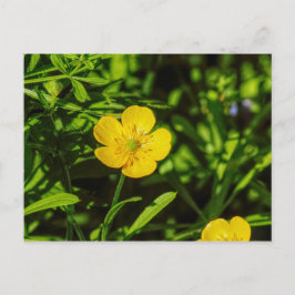 Buttercup Briefkaart