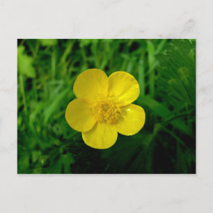 Buttercup Briefkaart