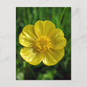 Buttercup Briefkaarten