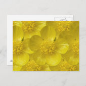 Buttercup Briefkaarten (Voorkant / Achterkant)