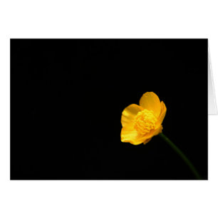 Buttercup Flower gccna
