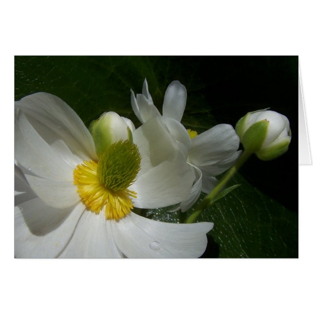 Buttercup-kaart (Voorkant Horizontaal)