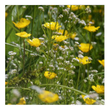 Buttercup nr. 6