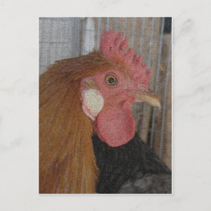 Buttercup Rooster Briefkaart