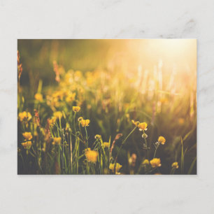 Buttercup Sundown Briefkaart