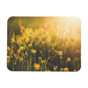 Buttercup Sundown Magneet