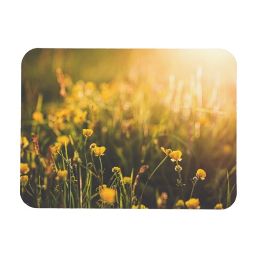 Buttercup Sundown Magneet (Horizontaal)