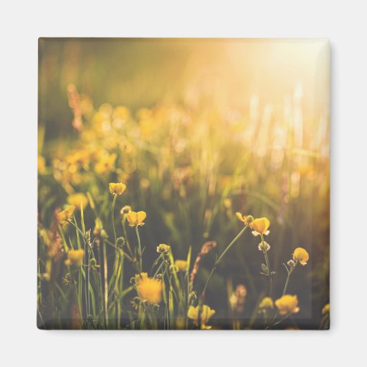 Buttercup Sundown Magneet (Voorkant)