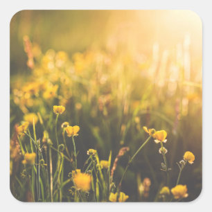 Buttercup Sundown Vierkante Sticker