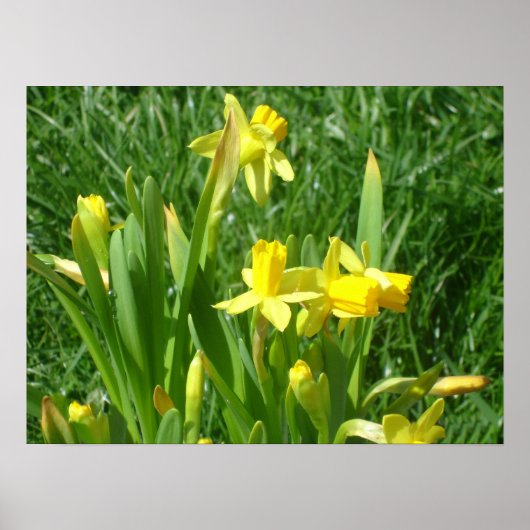 Buttercup Yellow Daffodils Poster (Voorkant)