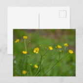 Buttercups Briefkaart (Voorkant / Achterkant)