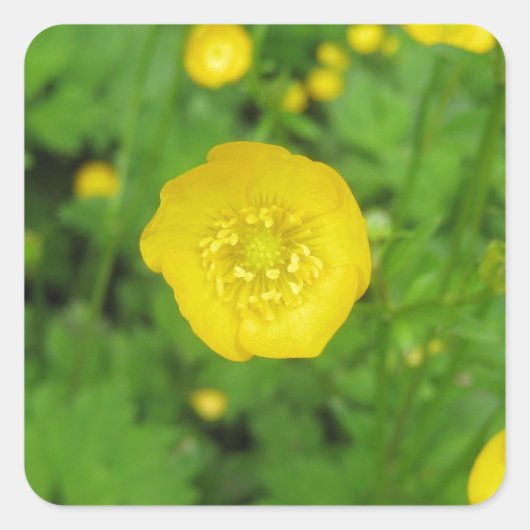 Buttercups Vierkante Sticker (Voorkant)