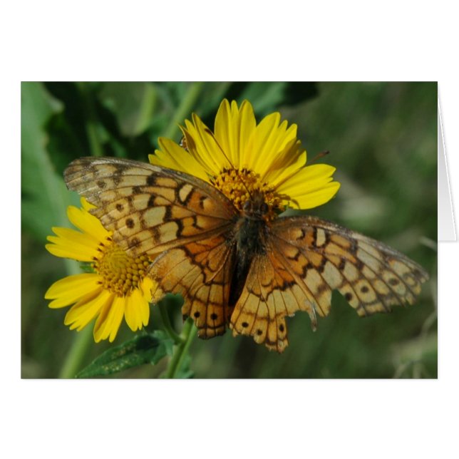 BUTTERFER (Devant horizontal)