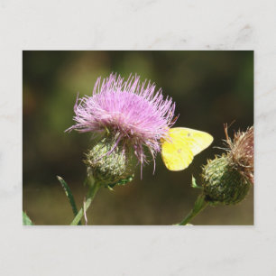 BUTTERFLES EN THISTTEEL BRIEFKAART