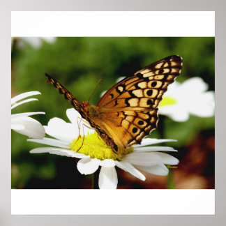 BUTTERFLES OP EEN DAGELIJKSE Poster