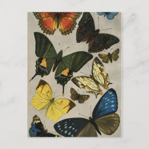 Butterflies  1904 briefkaart