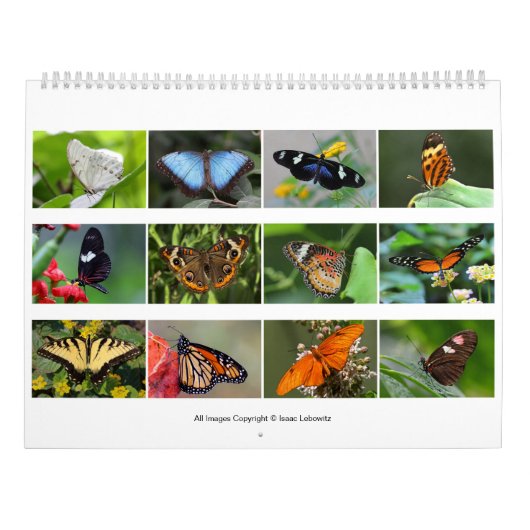 Butterflies 2019 kalender (Achterkant)